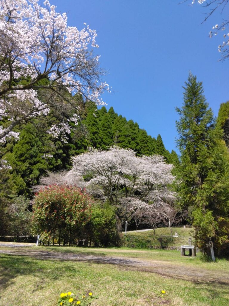 オートサイト・リニューアル！お花見キャンプが最高です🌸